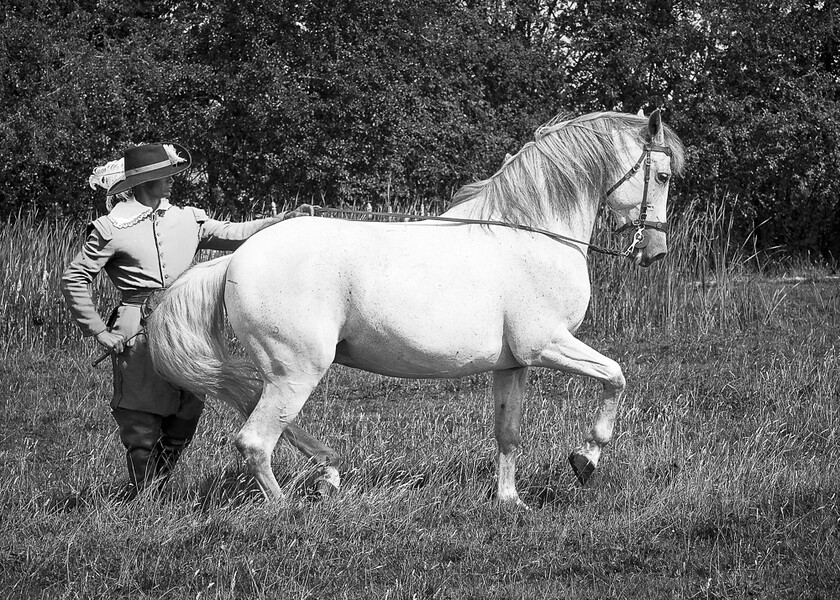 Action-Horses 001-008-020 0306